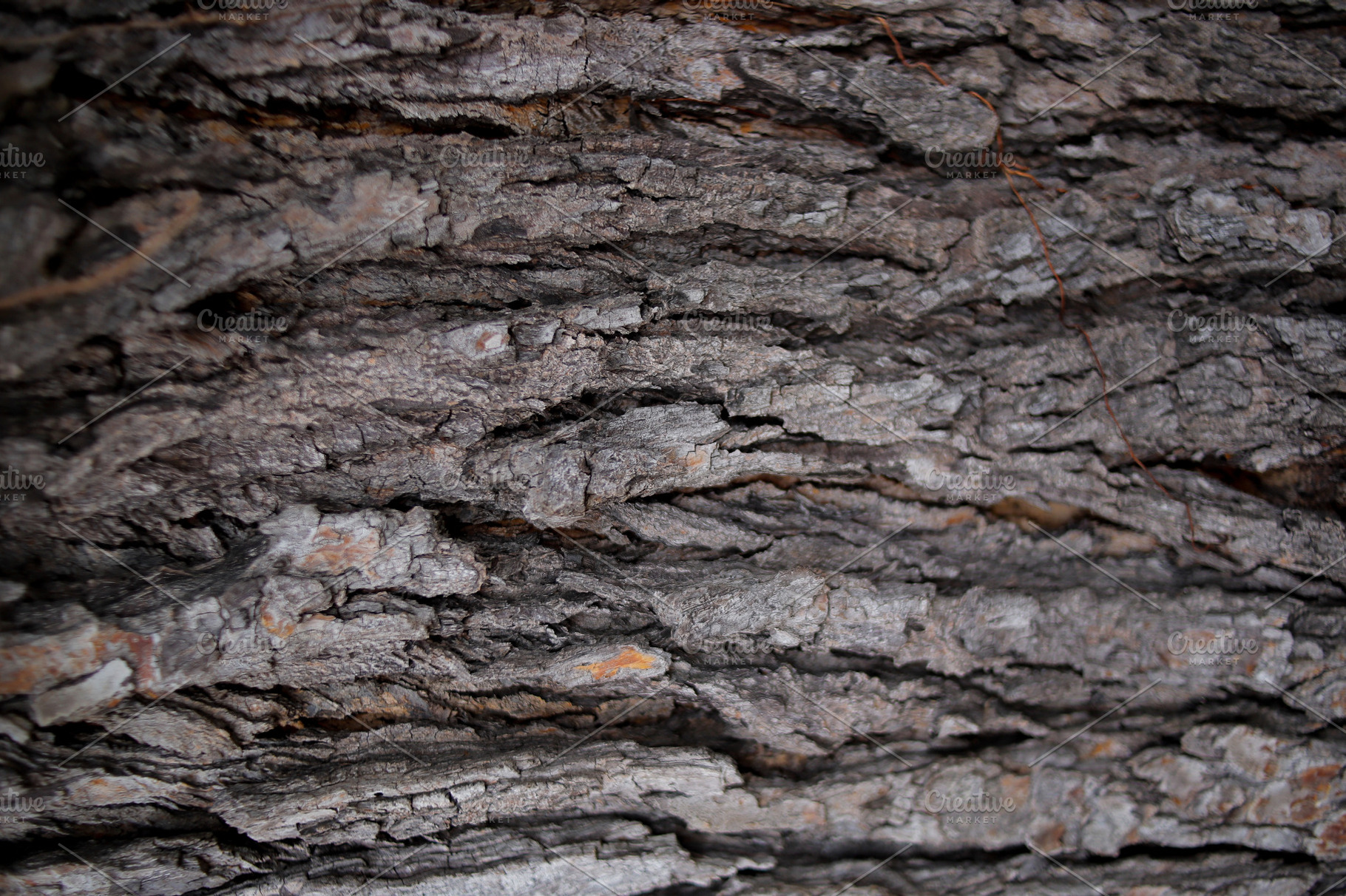 Close-Up of Rough Tree Bark Texture, a Photo by bastera