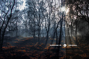Sunshine Lightroom Presets, an Action Add-On by Art Zooted (Thumbnail 6 of 8)