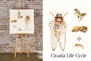 Cicada Life Cycle Clip Arts & Prints