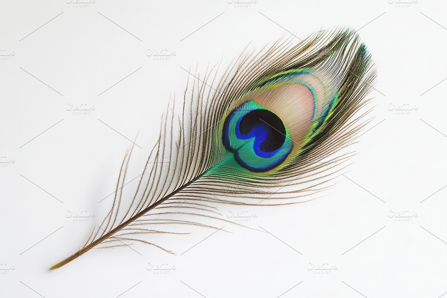 A stunning peacock feather contrasts, a Photo by Pavel_design