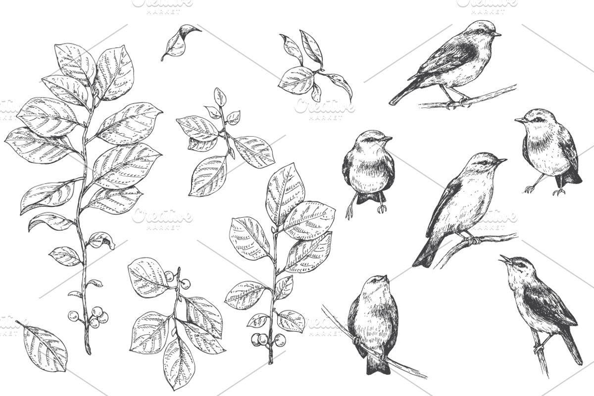 Birds on Branches Sketch, a Decorative Illustration by Valentyna Smordova (Photo 3 of 9)