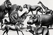 Wildlife Engraving Vector Pack, an Animal Illustration by Alternate Studio (Thumbnail 4 of 6)