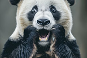 236 surprised animals, an Animal Photo by Handmadefont (Thumbnail 124 of 241)