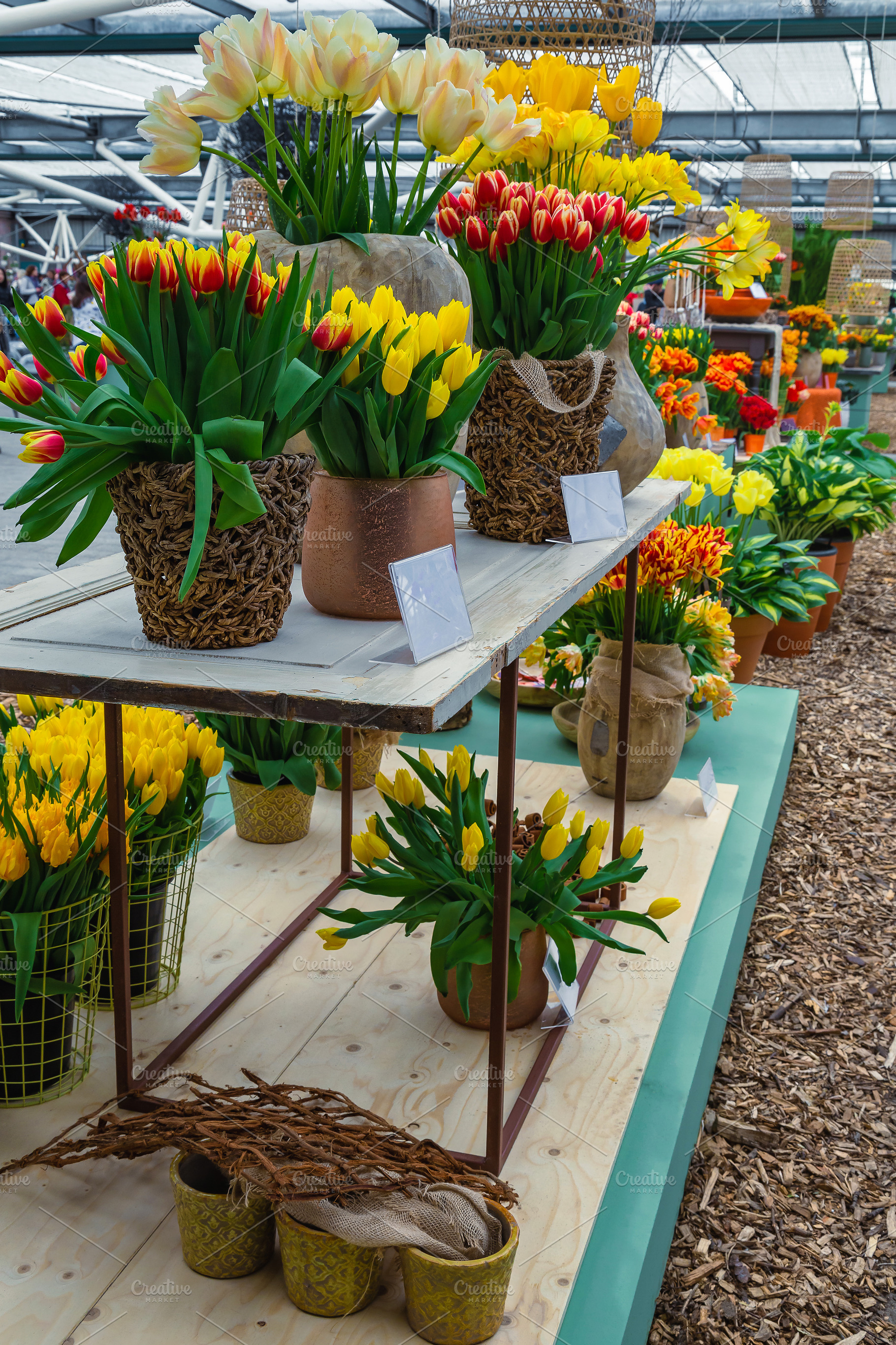 Colorful tulips in flowerpots, a Business Photo by Alpine Dreams