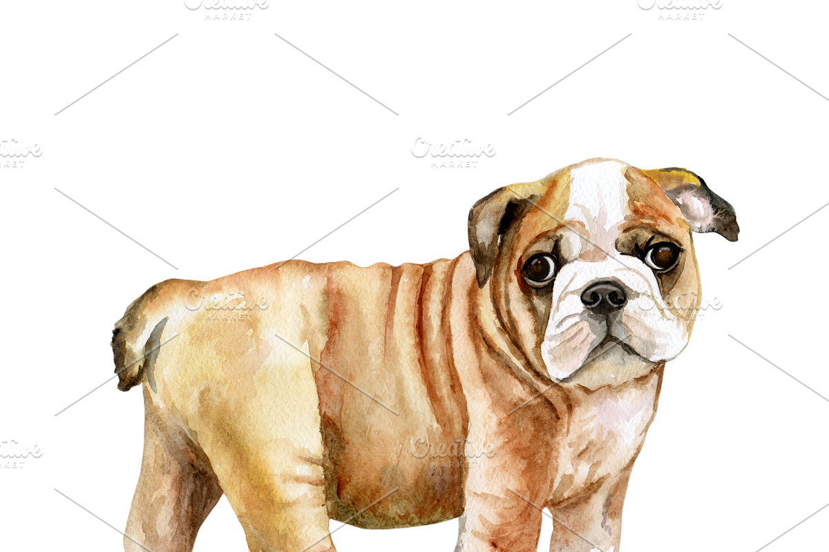Watercolor Dogs Mega Big Bundle, an Illustration by Dneprstock (Photo 25 of 60)
