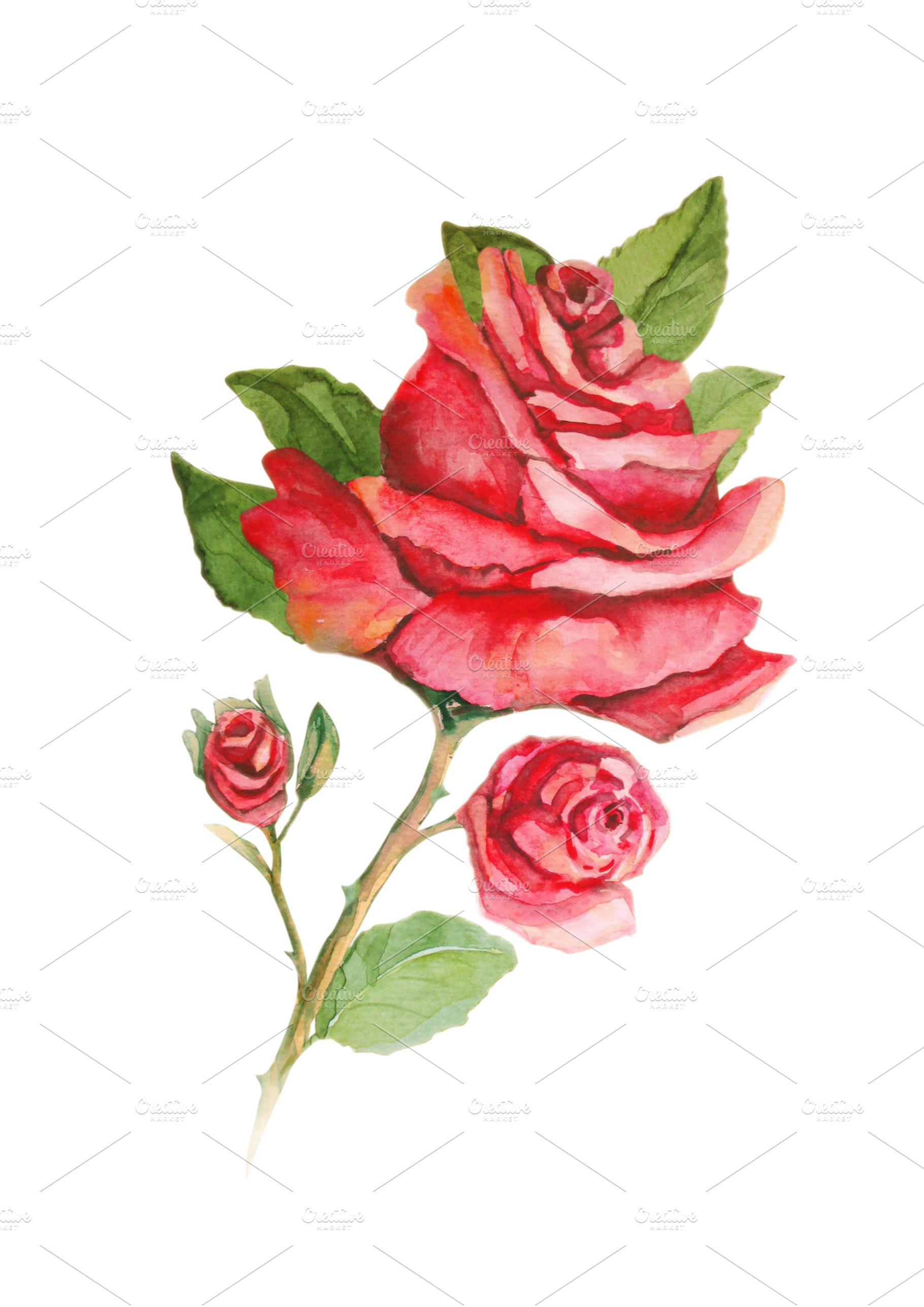Red rose watercolor painting, an Arts & Entertainment Photo by PSD templates and Photos