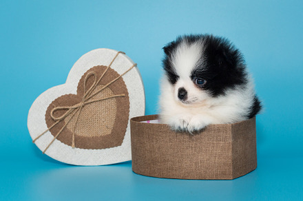 Small pomeranian puppy in a heart-shaped gift box, an Animal Photo by Okssi68