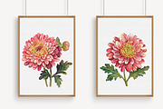 Watercolor chrysanthemum clipart, an Illustration by Libby Wishes (Thumbnail 3 of 5)