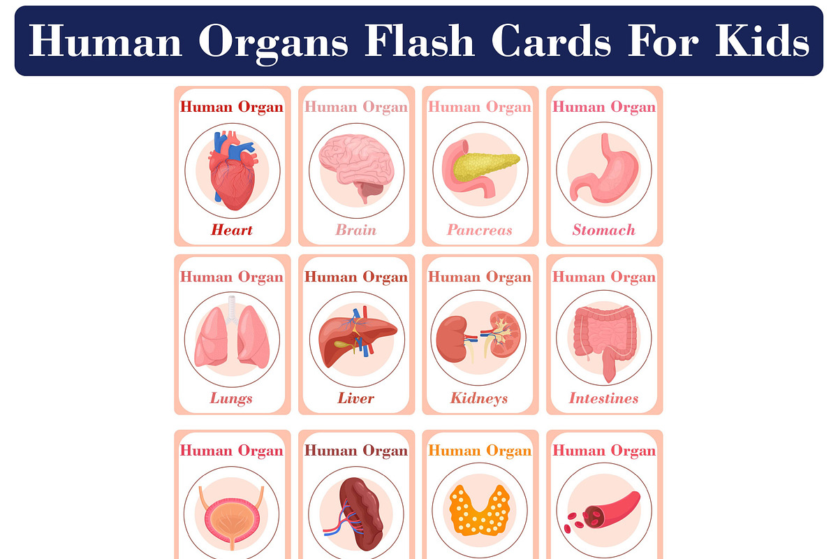 Human Organs Flash Cards, a Card Template by DigitalsDesigns (Photo 1 of 4)