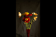 Poppies in Red Glass Vase, a Photo by This For There (Thumbnail 2 of 11)