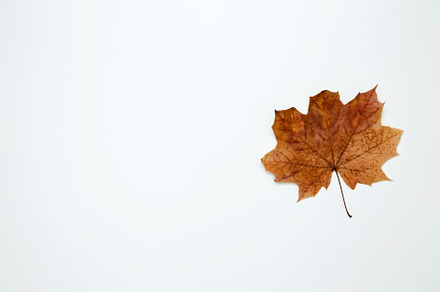 Golden orange autumn leaves of maple tree on white background. Top view. Copy s, a Photo by matucha