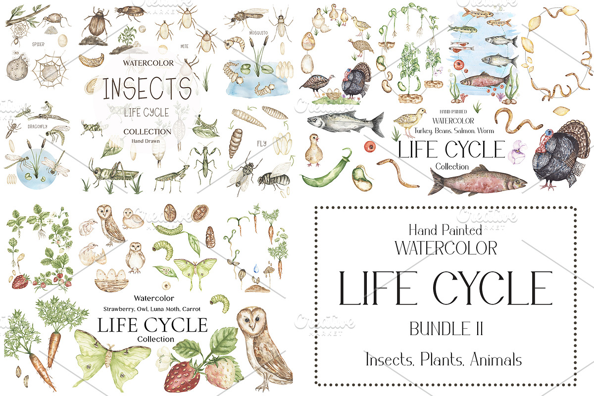 Watercolor Life Cycle Bundle 2, an Education Illustration by MayaNavits (Photo 1 of 14)