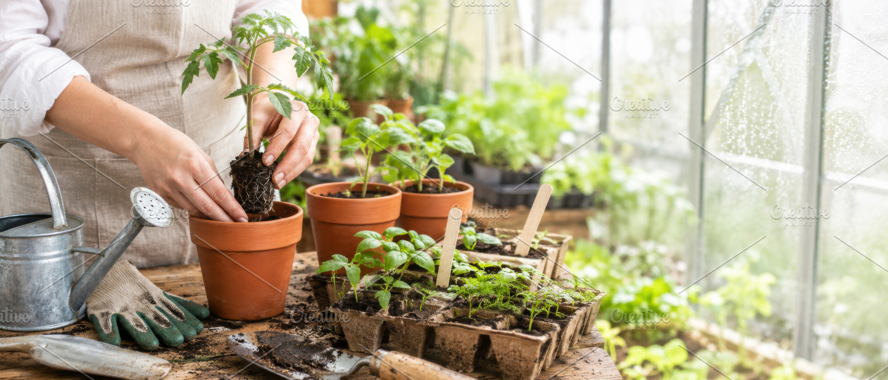 Gardening activity inside greenhouse, a Photo by Dvoevnore photos
