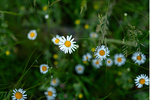 Spring daisy from forest meadow, a Nature Photo by HalfPoint
