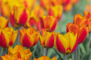 Bicolored red and yellow tulips in