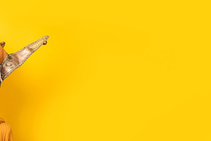 Person in ornate Venetian mask and costume on vibrant yellow bac, a Holiday Photo by Ales Munt