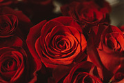 Red roses stock photo containing rose and roses, a Nature Photo by Chelsea Victoria (Thumbnail 1 of 2)