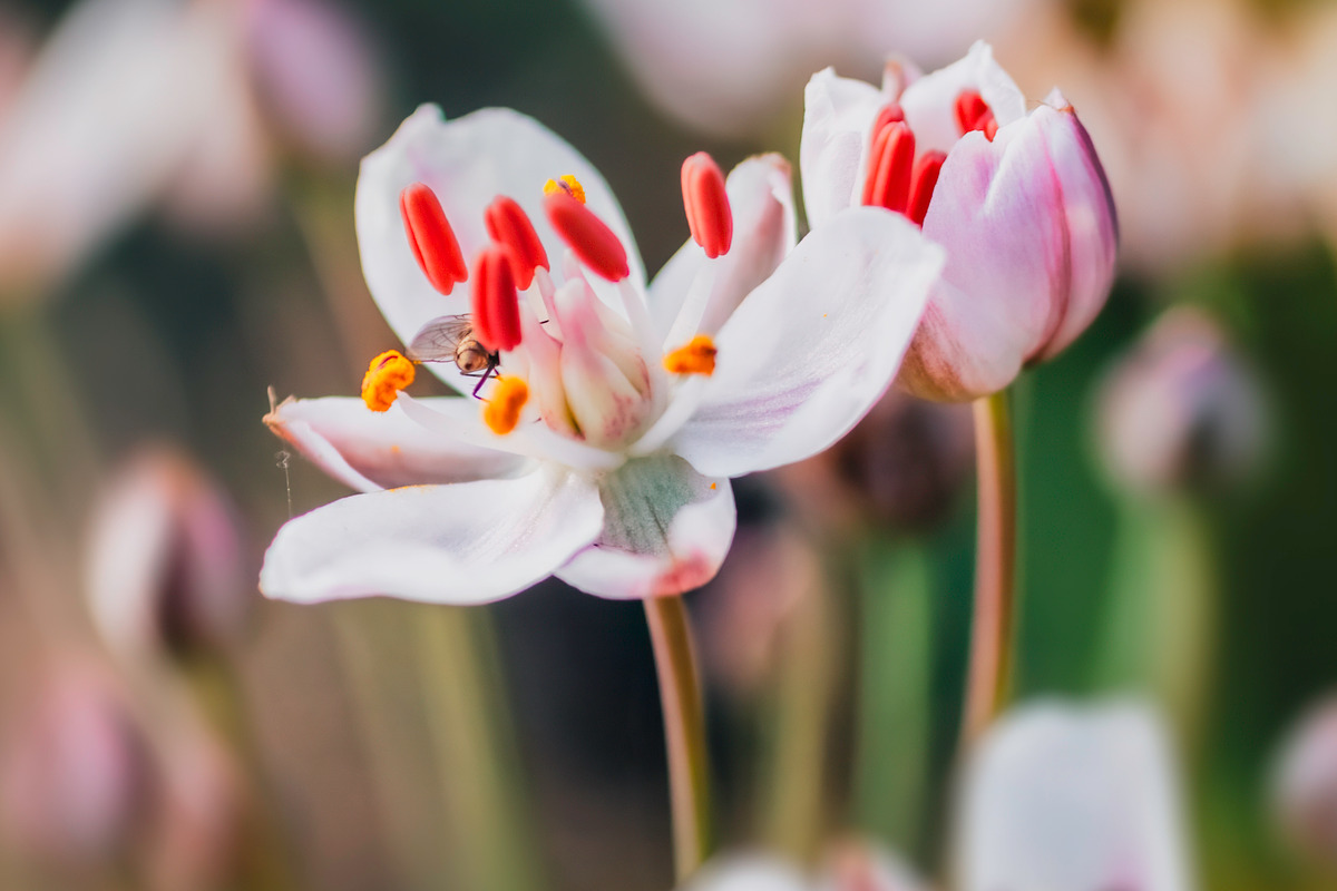 Macro pink and white flowers, a Nature Photo by Stasia.photo (Photo 1 of 2)