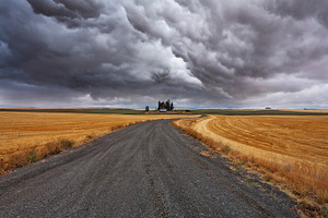 Fields after harvesting featuring road, natural, and gold