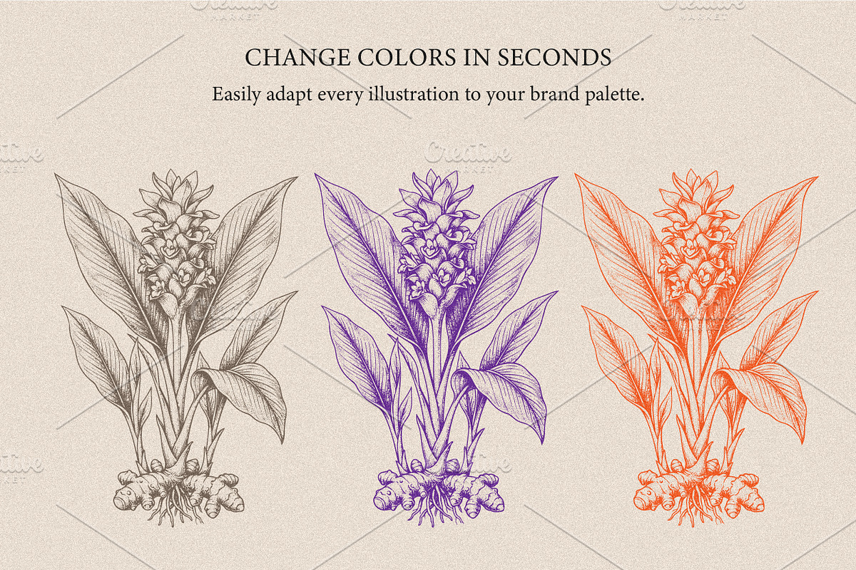 30 Medicinal Herbs & Plants, a Decorative Illustration by Gonez Studio (Photo 12 of 19)