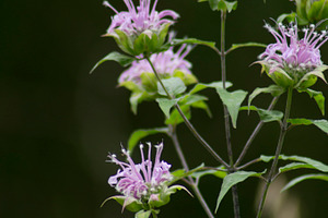 Black Swallowtail on Beebalm