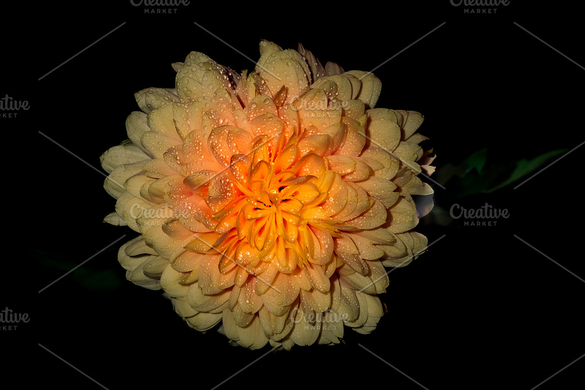 Moody Botanical Chrysanthemum Photos, a Nature Photo by Silent Nature (Photo 1 of 6)