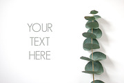 Soft green dollar gum, a Photo by vividity, Jennifer Taylor (Thumbnail 1 of 2)