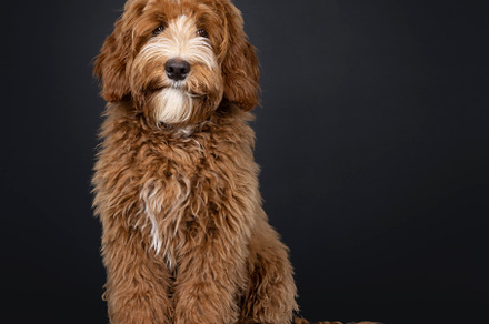 Labradoodle on black background, an Animal Photo by Cat'chy Images by Nynke