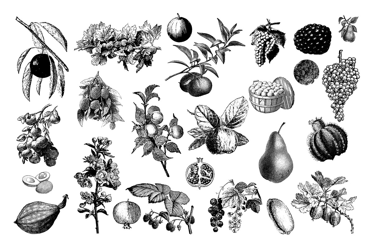 Fruits Vintage Illustrations, an Illustration by hypegraphic (Photo 3 of 4)