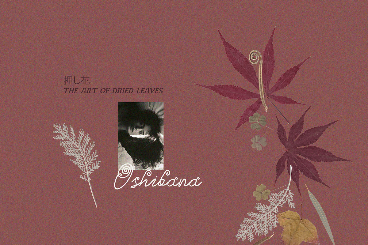 Oshibana Dried & Pressed Fall Leaves, an Object Graphic by Lana Elanor (Photo 3 of 17)