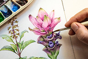 Medicinal Herbs Watercolor Clipart, a Healthcare Illustration by AnitaPol (Thumbnail 2 of 11)