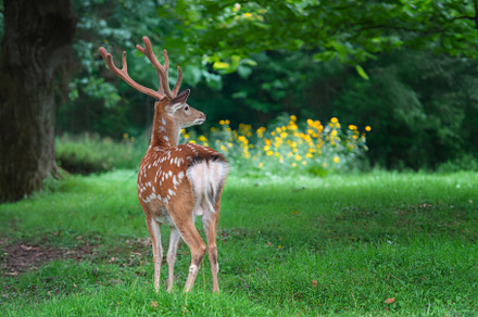 Deer standing in field with trees, an Animal Photo by Byrdyak