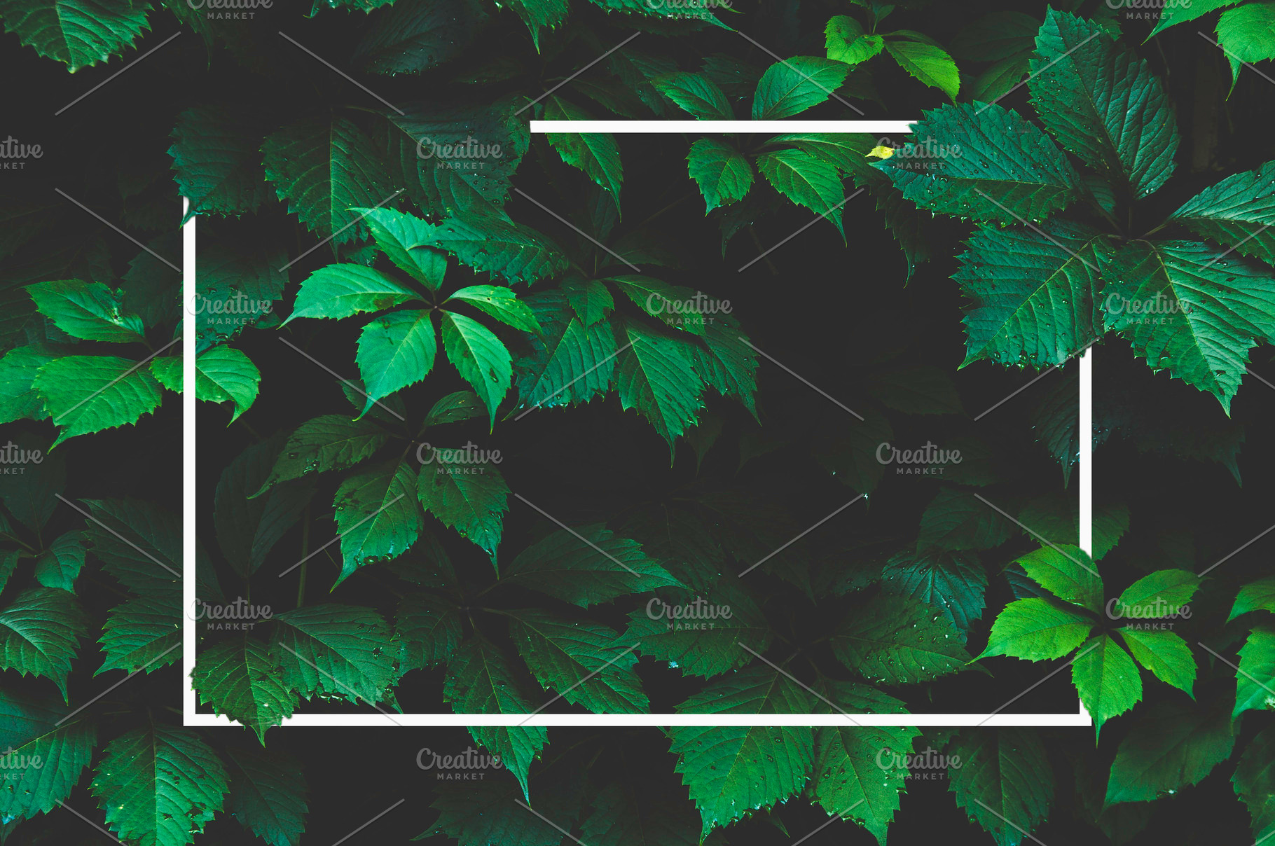 Green leaf background and white fram, a Nature Photo by Alekseyliss