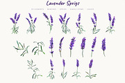 Watercolor Lavender Clipart Provence, a Decorative Illustration by Where summer is (Thumbnail 4 of 13)