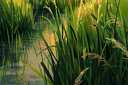 Golden Rice Field at Sunset, a Photo by LOGOCREATIVE (Thumbnail 9 of 29)