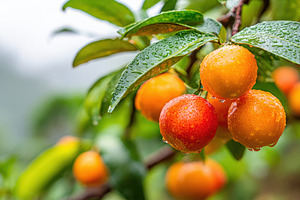 Ripe orange and red fruits with water droplets, a Food & Drink Photo by AlyaAnd