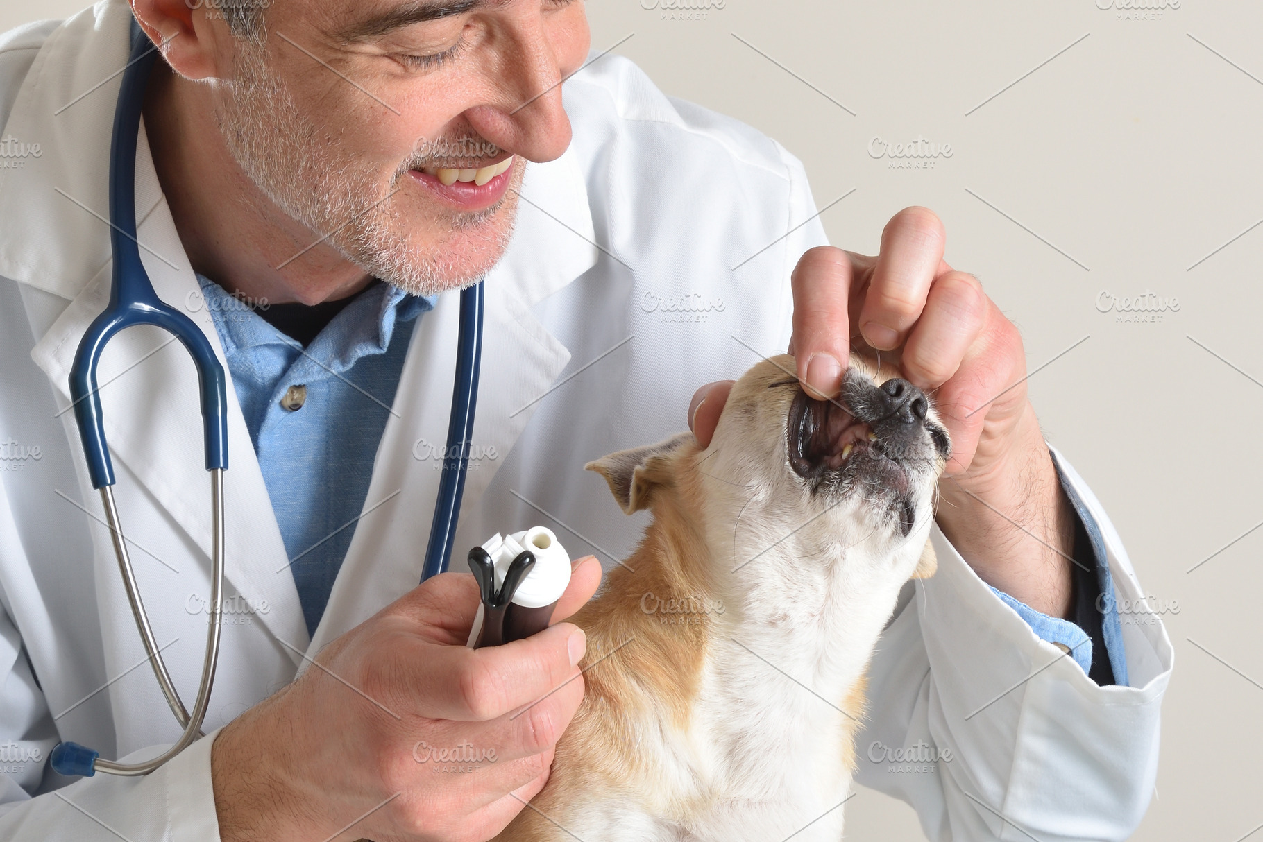 Veterinarian Examining Dog Teeth Close-Up, an Animal Photo by Davizro's Market