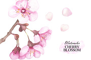 Cherry blossom watercolor clipart, an Illustration by OlDm_Shop (Thumbnail 3 of 6)