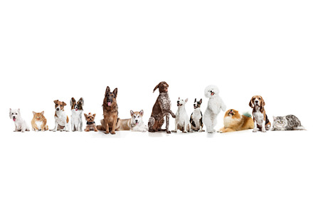 Differents dogs looking at camera featuring collage, domestic, and group, an Animal Photo by Volodymyr Melnyk