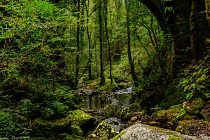 Moss-Covered Stone Bridge in a Dense, a Nature Photo by Perpis