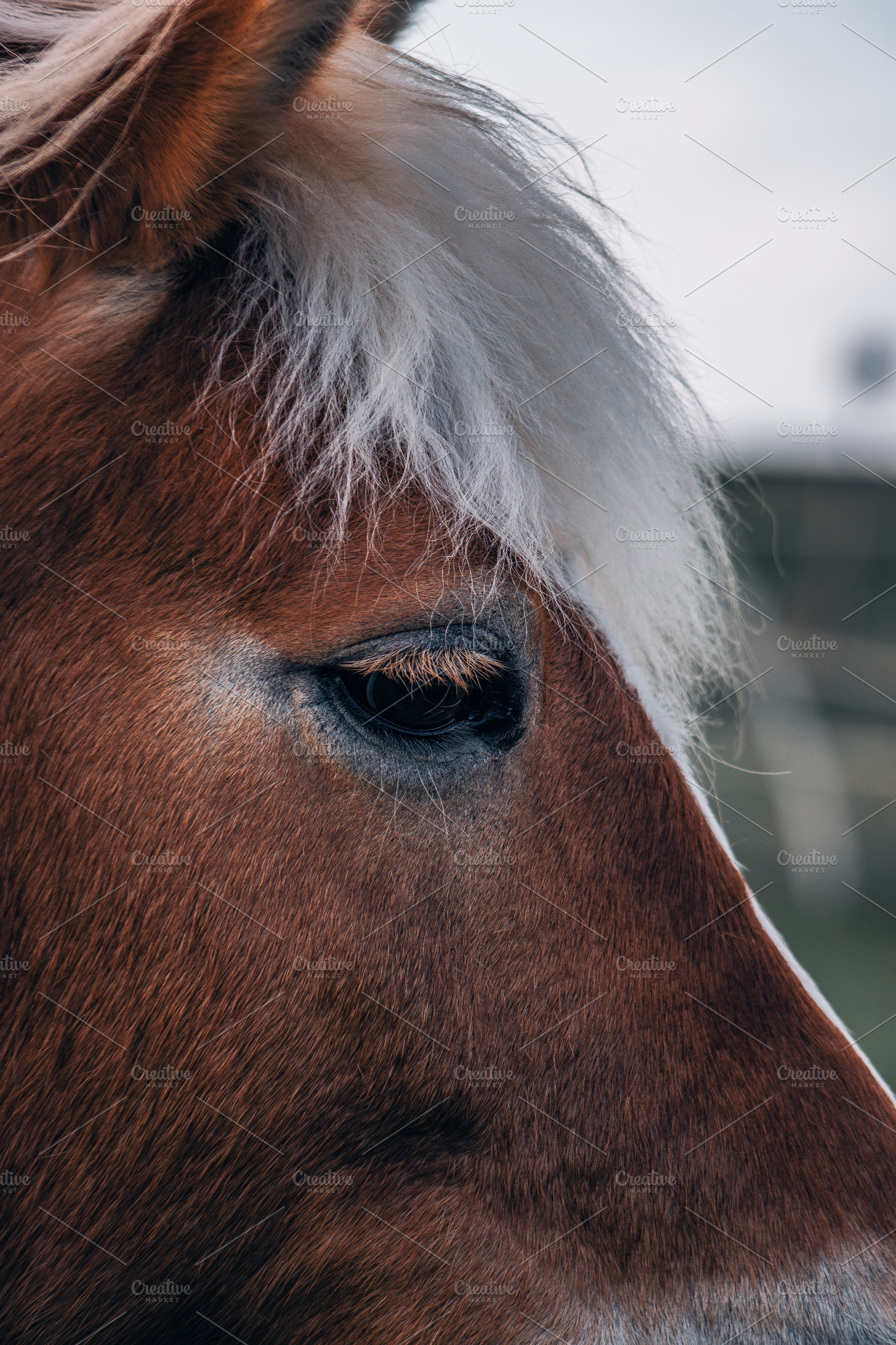 Horse #4, an Animal Photo by jakub_kopecky