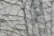 Dead Vine Texture on Cinder Block, a Photo by Texture Pics (Thumbnail 2 of 2)