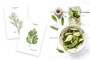 Watercolor Herbs And Spices