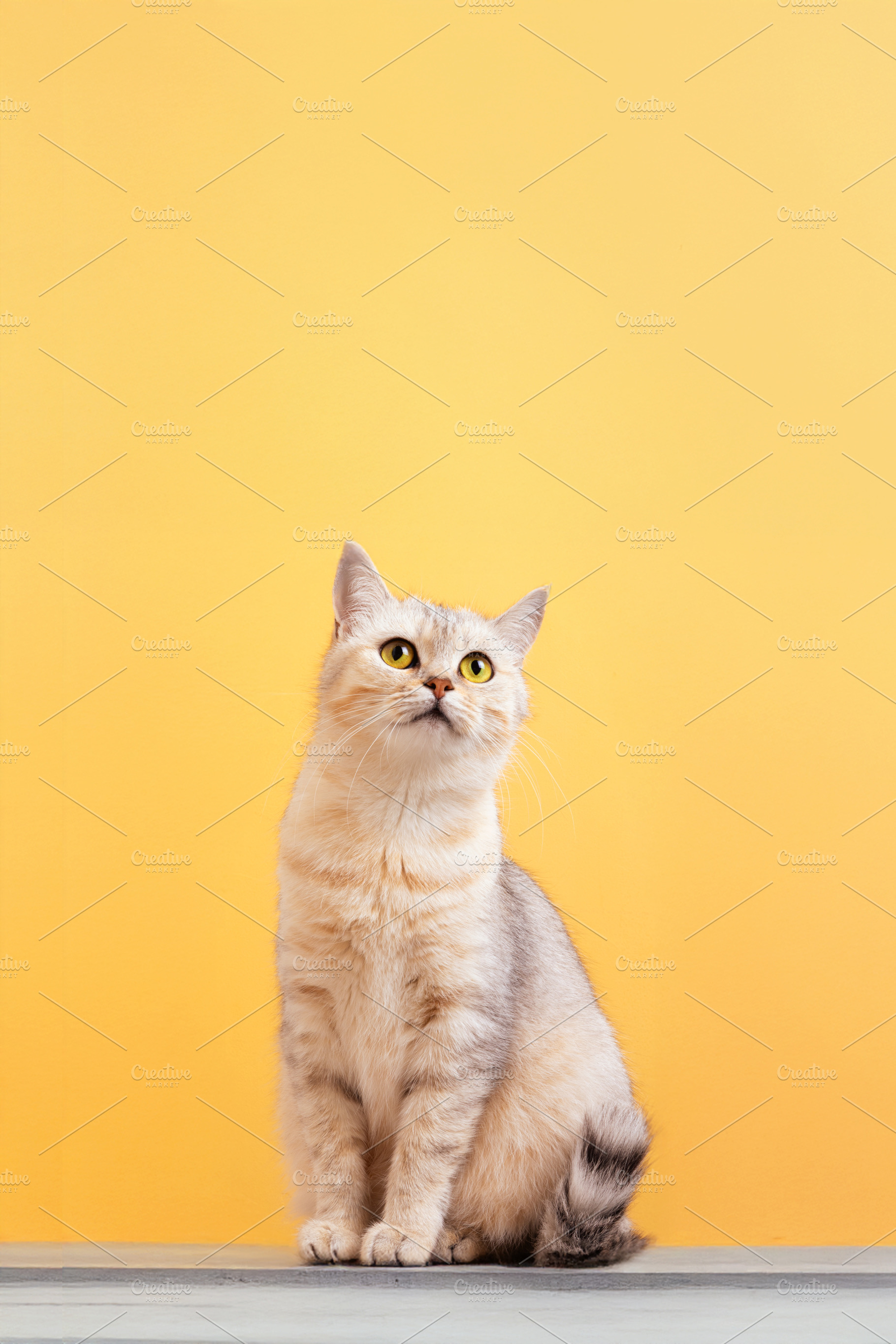 Cute Cat on Yellow Background, an Animal Photo by Ales Munt