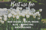 Spring Tulips - photo pack, a Templates & Theme by Cherry Picked Photos (Thumbnail 2 of 5)