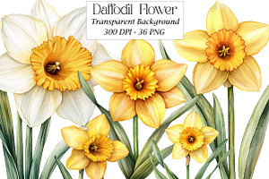 Watercolor Daffodil Flower Clipart, an Illustration by DreamPrint404