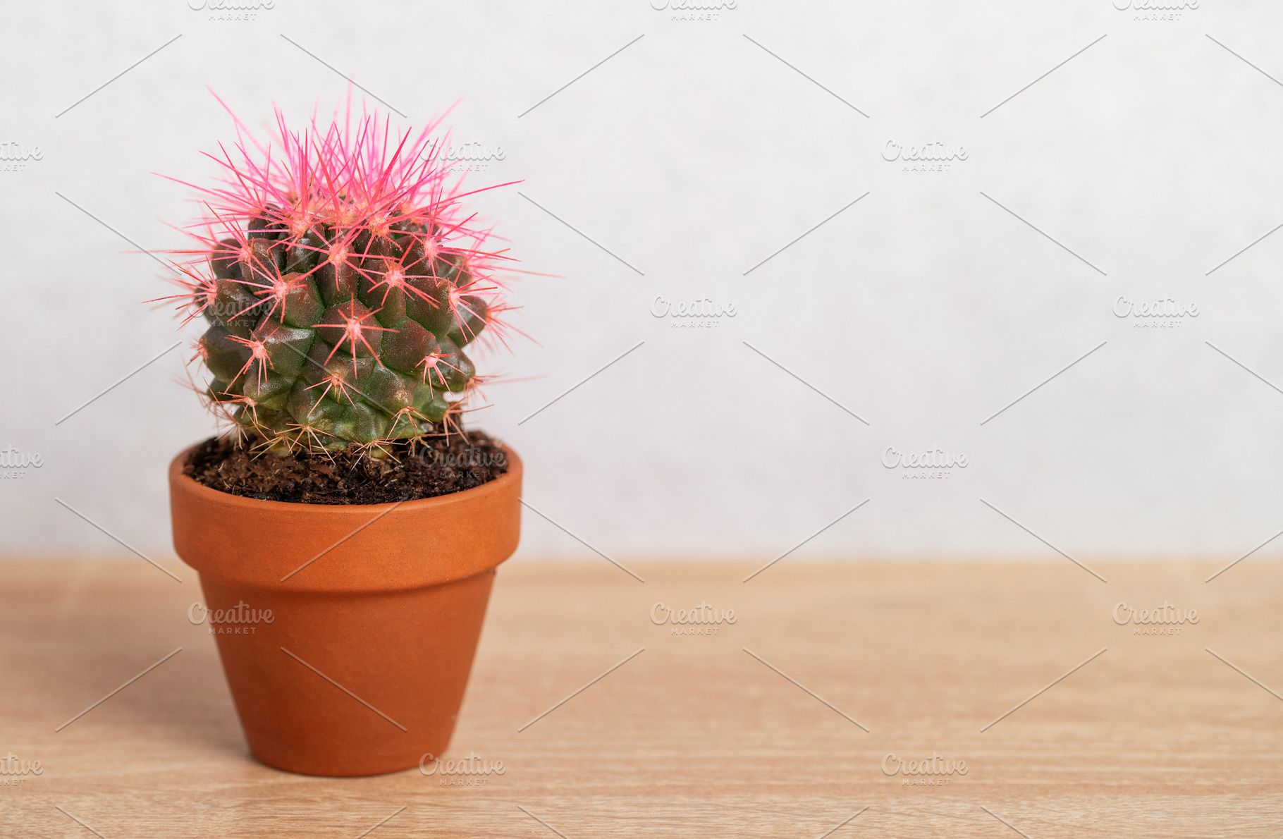 Small pink cactus growing in terracotta pot on wooden table, a Nature Photo by Olena Rudo