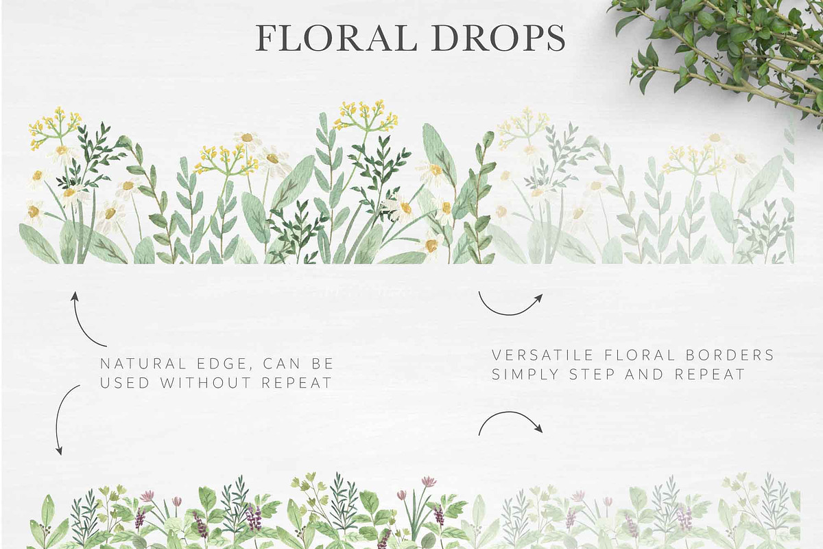 HERB BOTANIST watercolor clipart, a Decorative Illustration by Momo Studio (Photo 12 of 15)