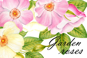 Garden Roses Clipart