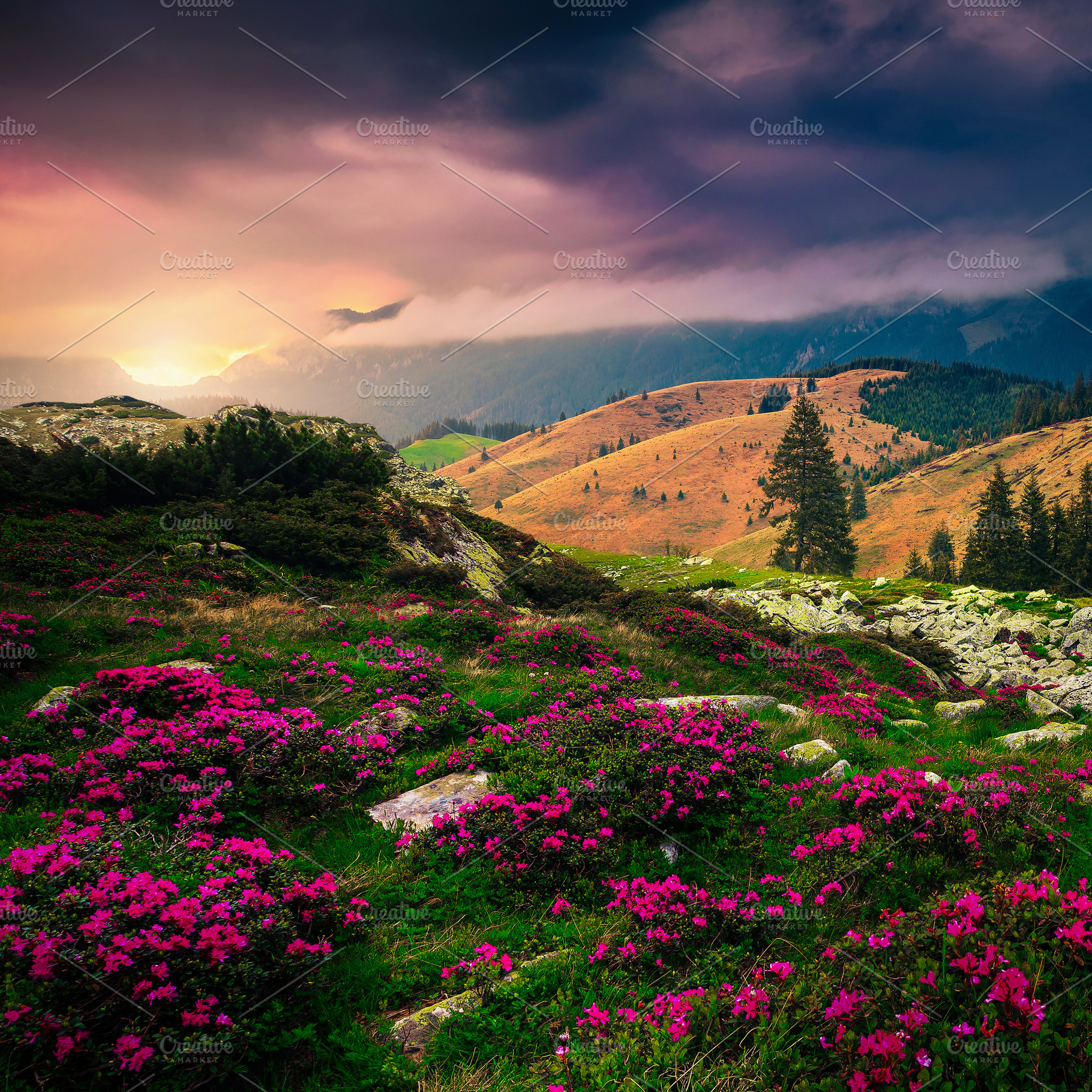 Slope with pink rhododendron flowers, a Wallpaper Photo by Alpine Dreams
